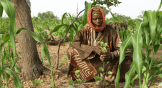 Régénération naturelle gérée par les agriculteurs au Niger