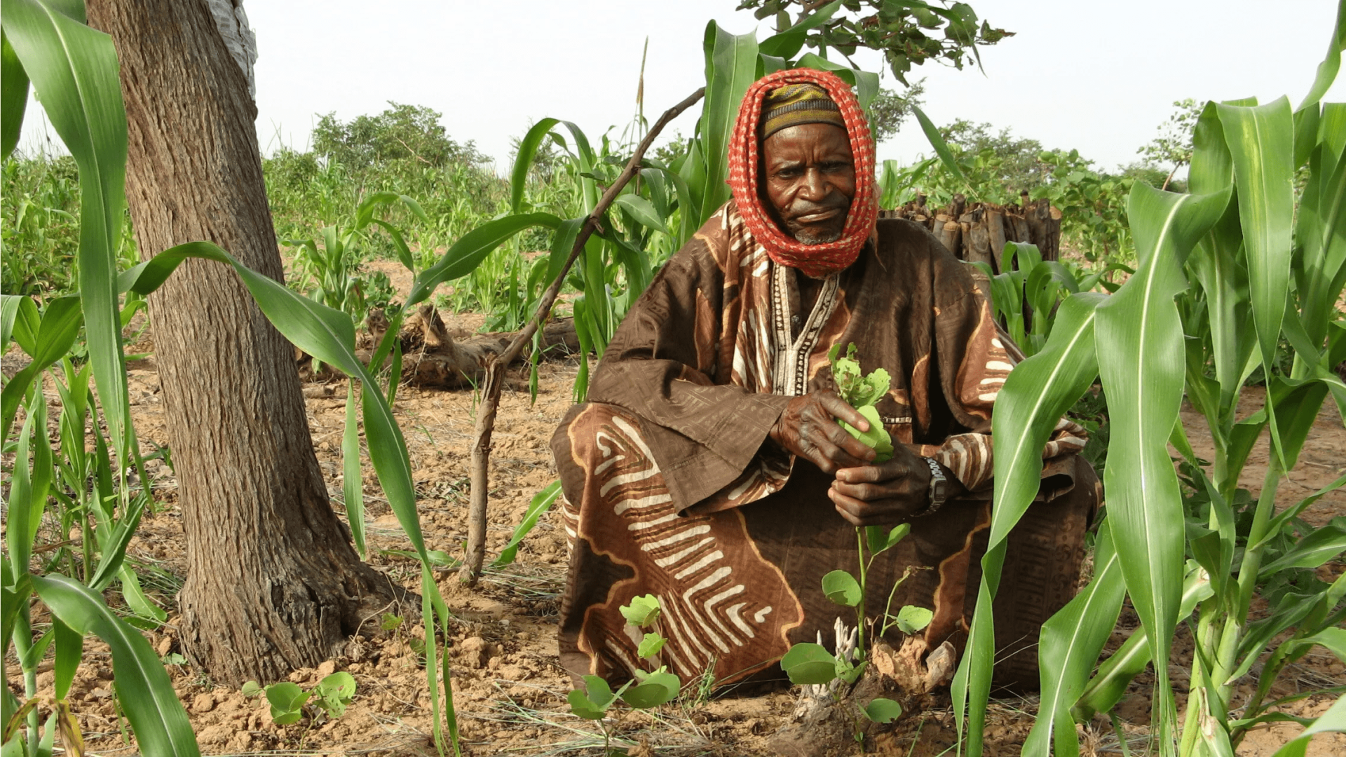 Régénération naturelle gérée par les agriculteurs au Niger