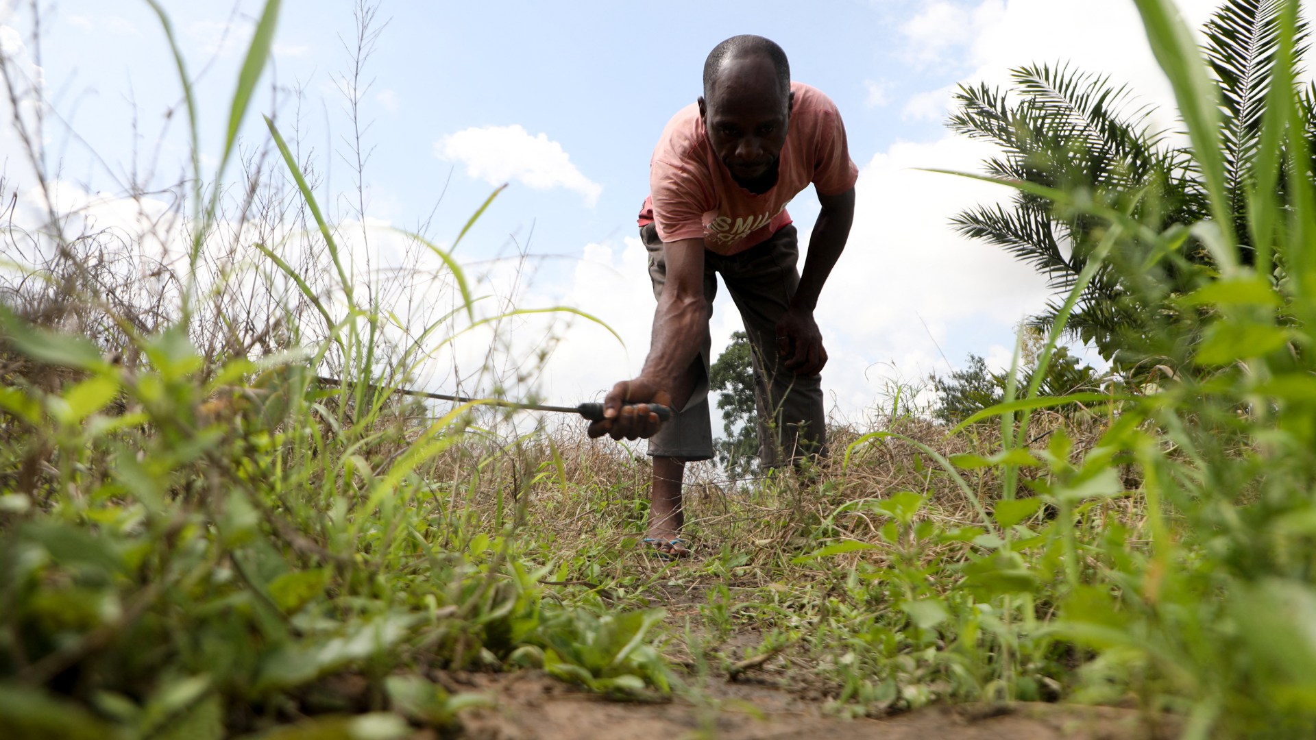 A millet farmer working on his farm after abandoning his main farm due to attacks in Nigeria.